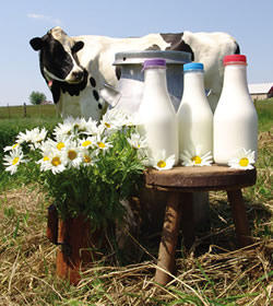 NBNdairycow