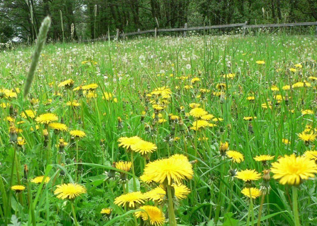 Dandelion