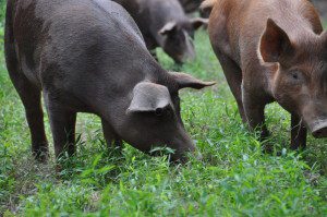 Stryker Farm Pigs