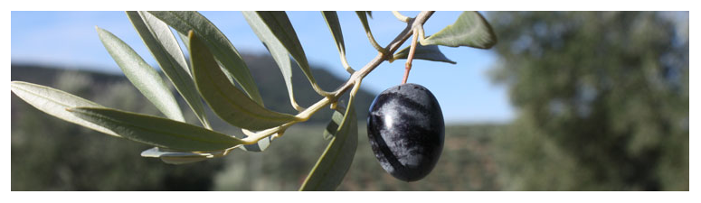 Olive Growing Spain