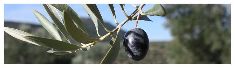 Olive Growing Spain