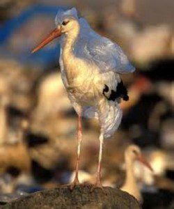 Plastic Bag on Bird