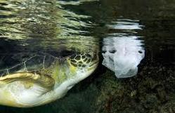 Turtle Eating Plastic Bag