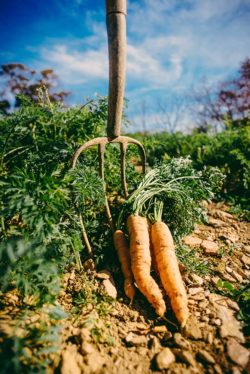 Carrot Pitchfork