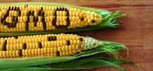 GMO Corn 