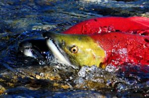 Sockeye Salmon