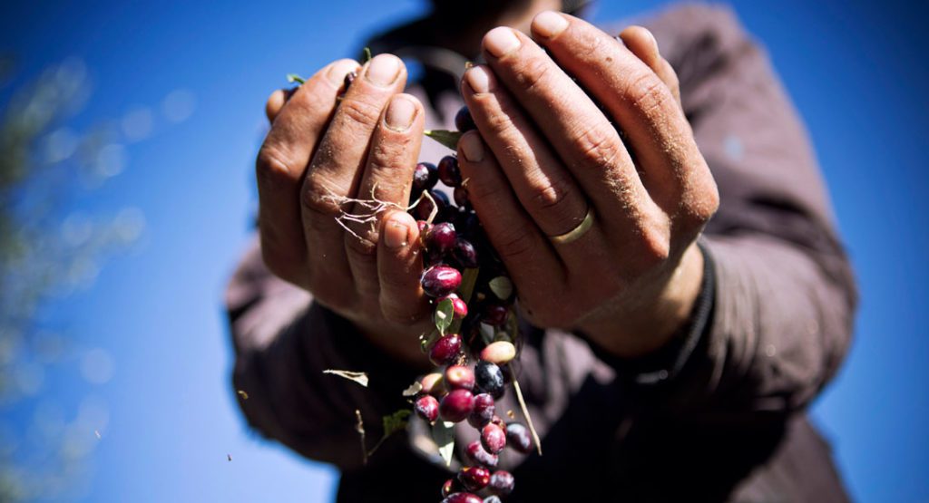 Kastania Olives