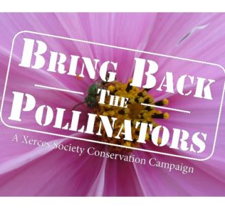 Bring Back Pollinators