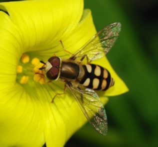 Regenerative Agriculture Bee