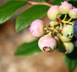 Celtic Cross Farm Blueberries