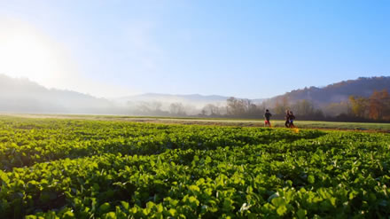 Gaia Herb Farm