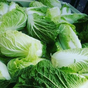 Napa Cabbage