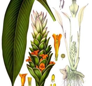 Turmeric Plant