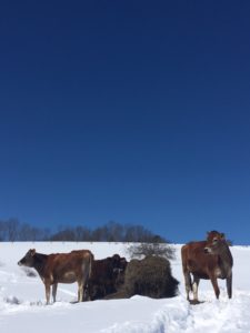 Norr Skyr Winter Cows