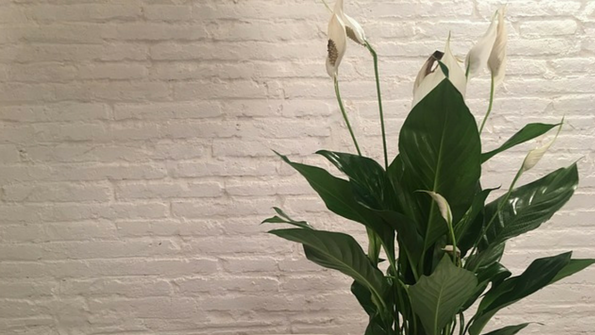 Peace Lily