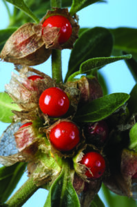 Ashwagandha berries on branch