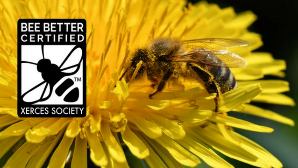 Bee Better Certification