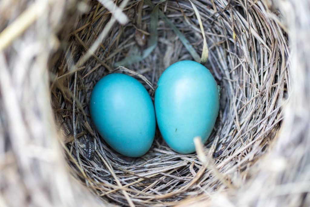 Birds Nest Eggs