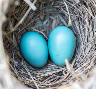 Birds Nest Eggs