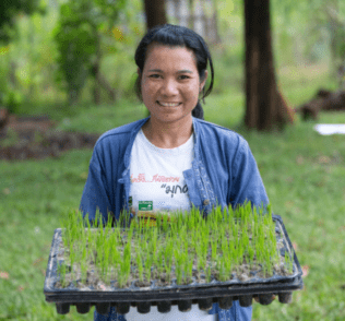 Growing Rice