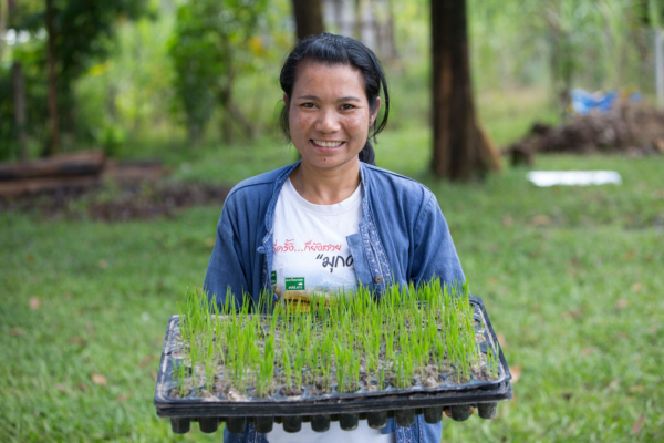 Growing Rice