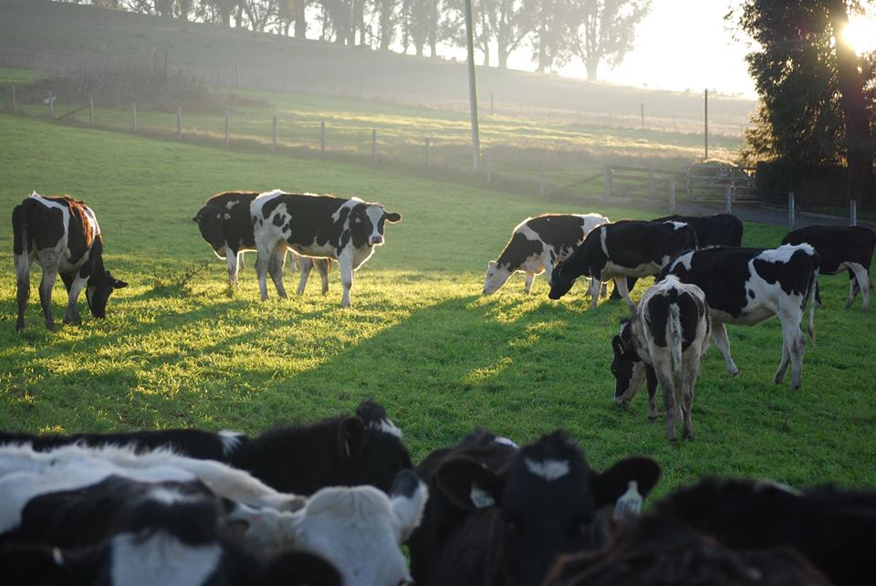 Green Valley Pastures