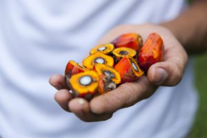 Palm Fruit in Hand