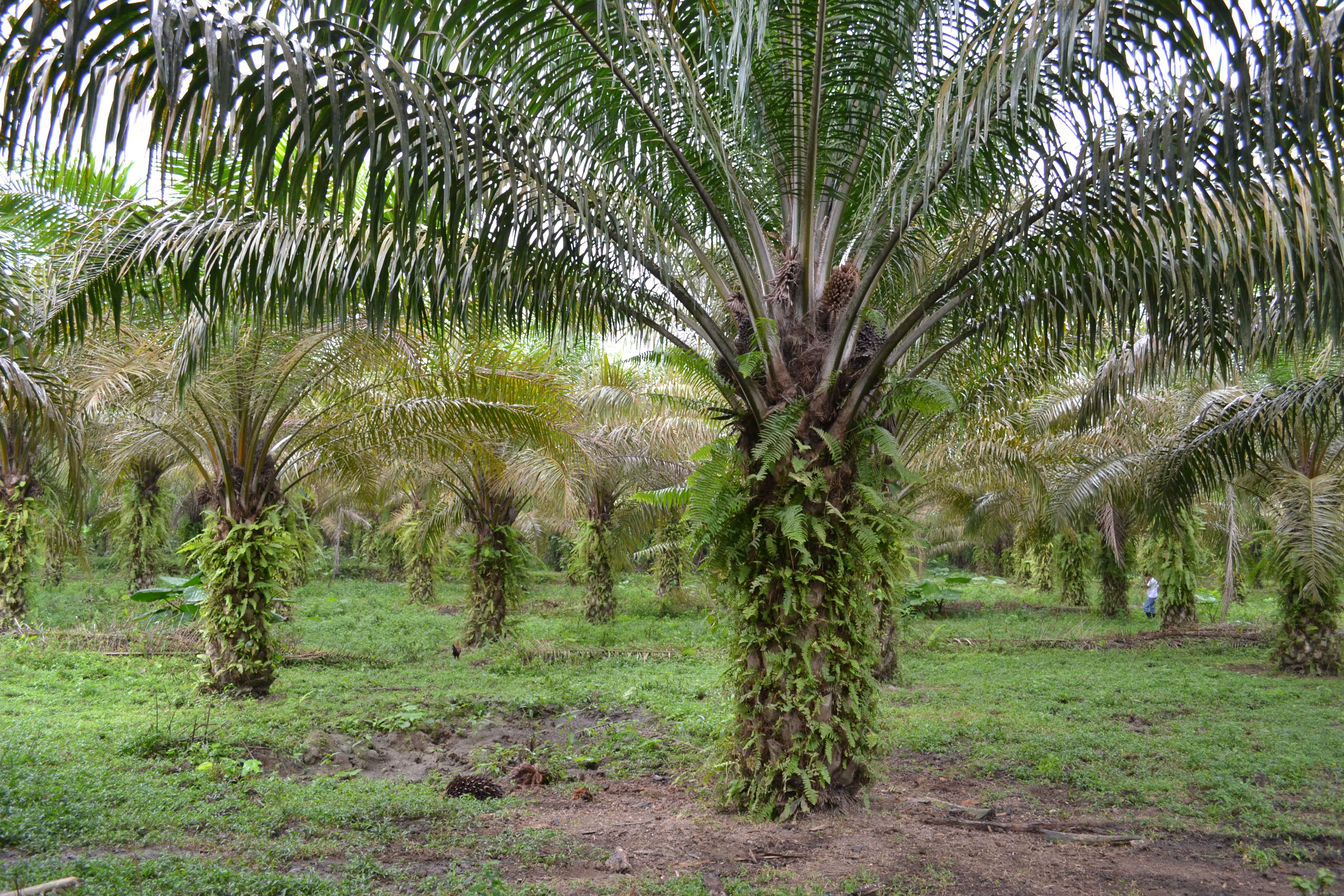 Palm Grove