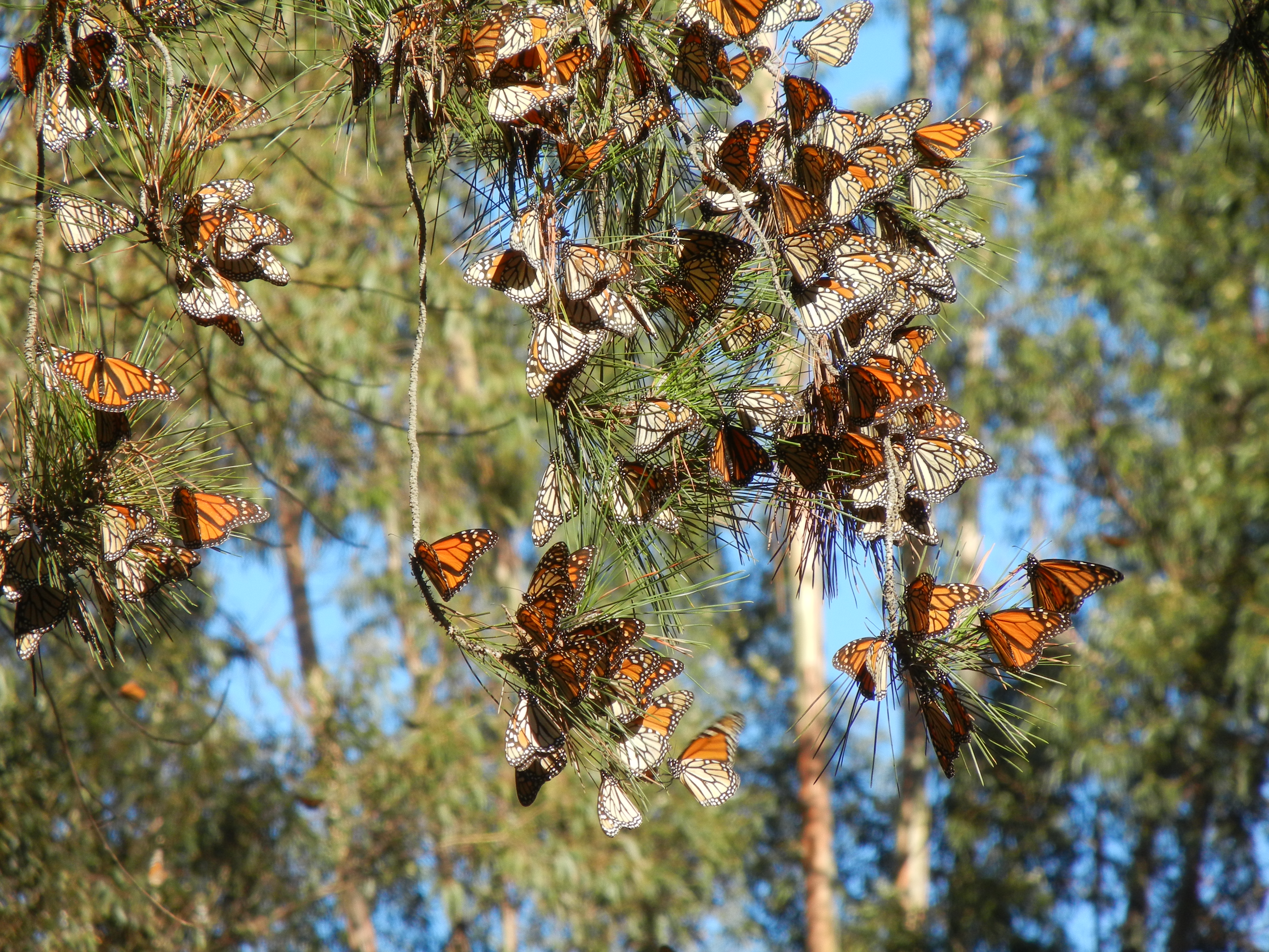 Monarch Cluster