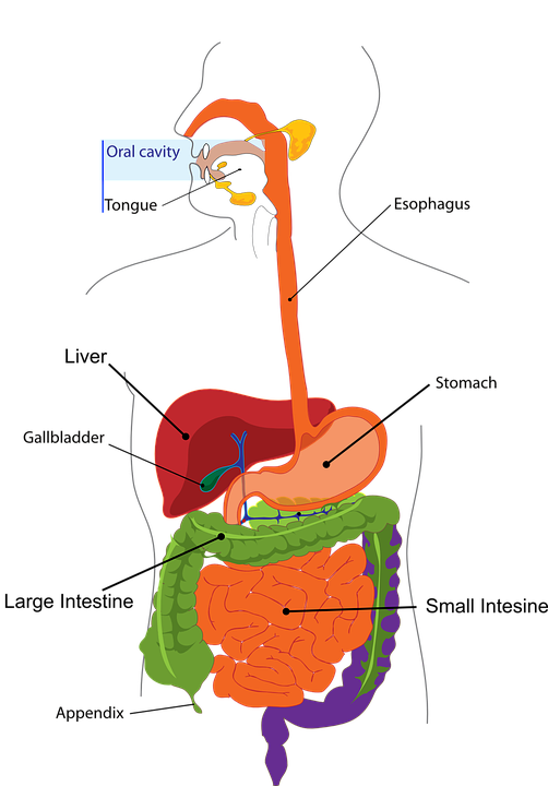 Digestive_Tract
