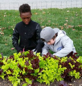 Kids Harvesting Greens