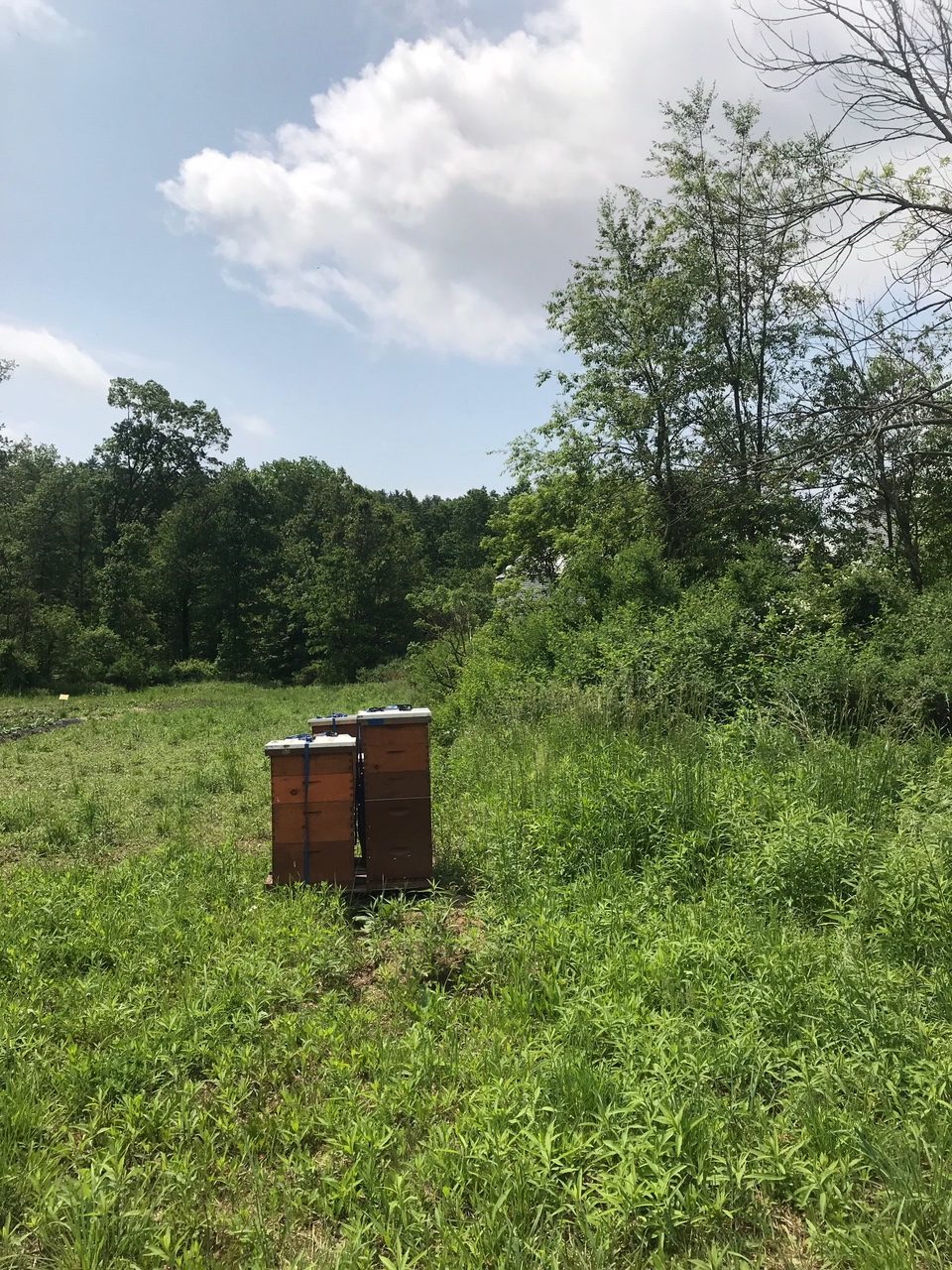 Hives on Field