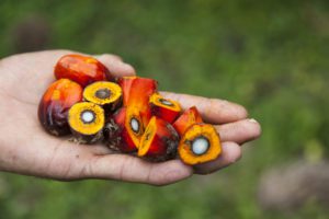 Palm Fruit