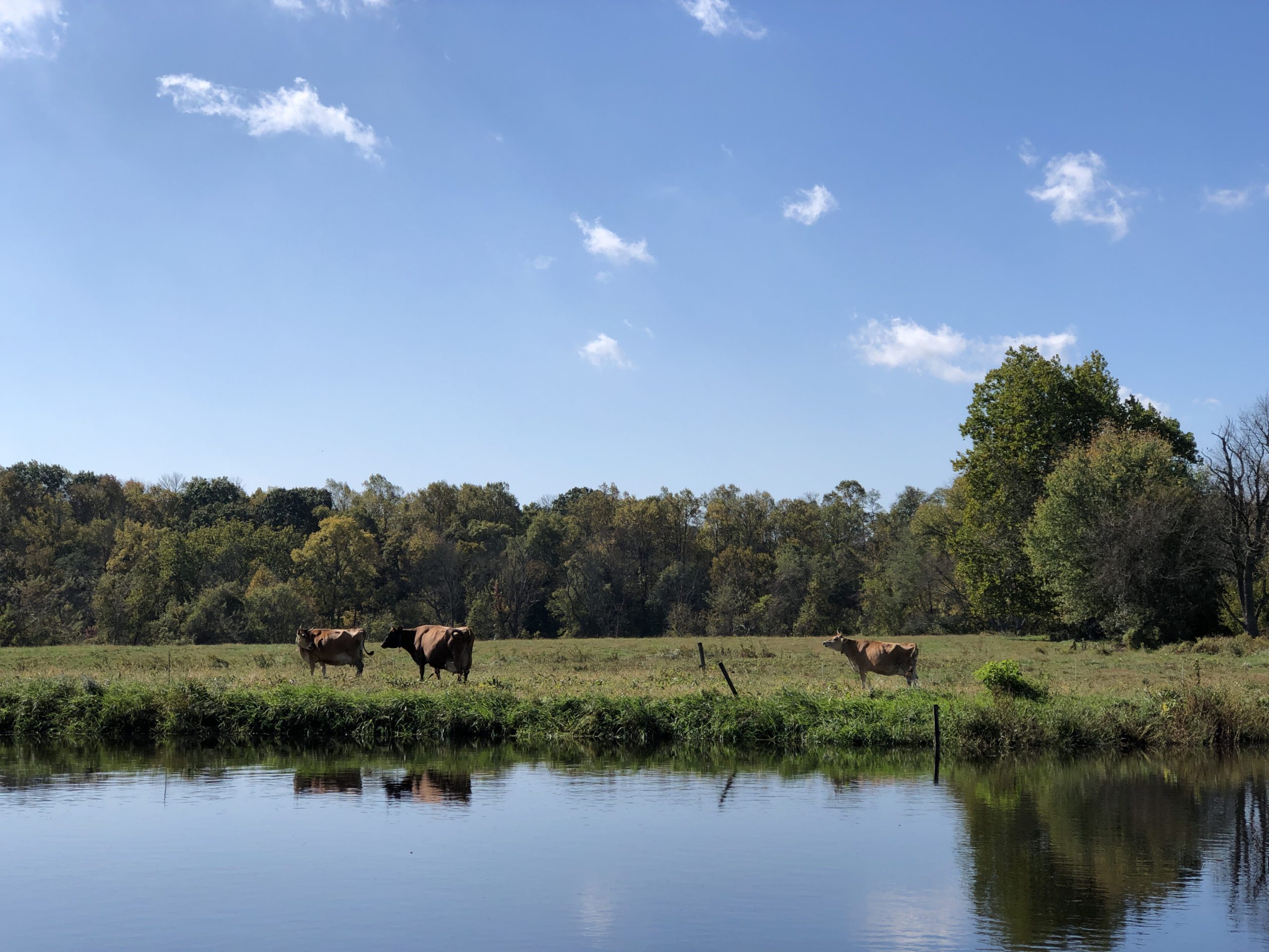 Cornucopia Institute Cows