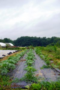 Coverdale Crops