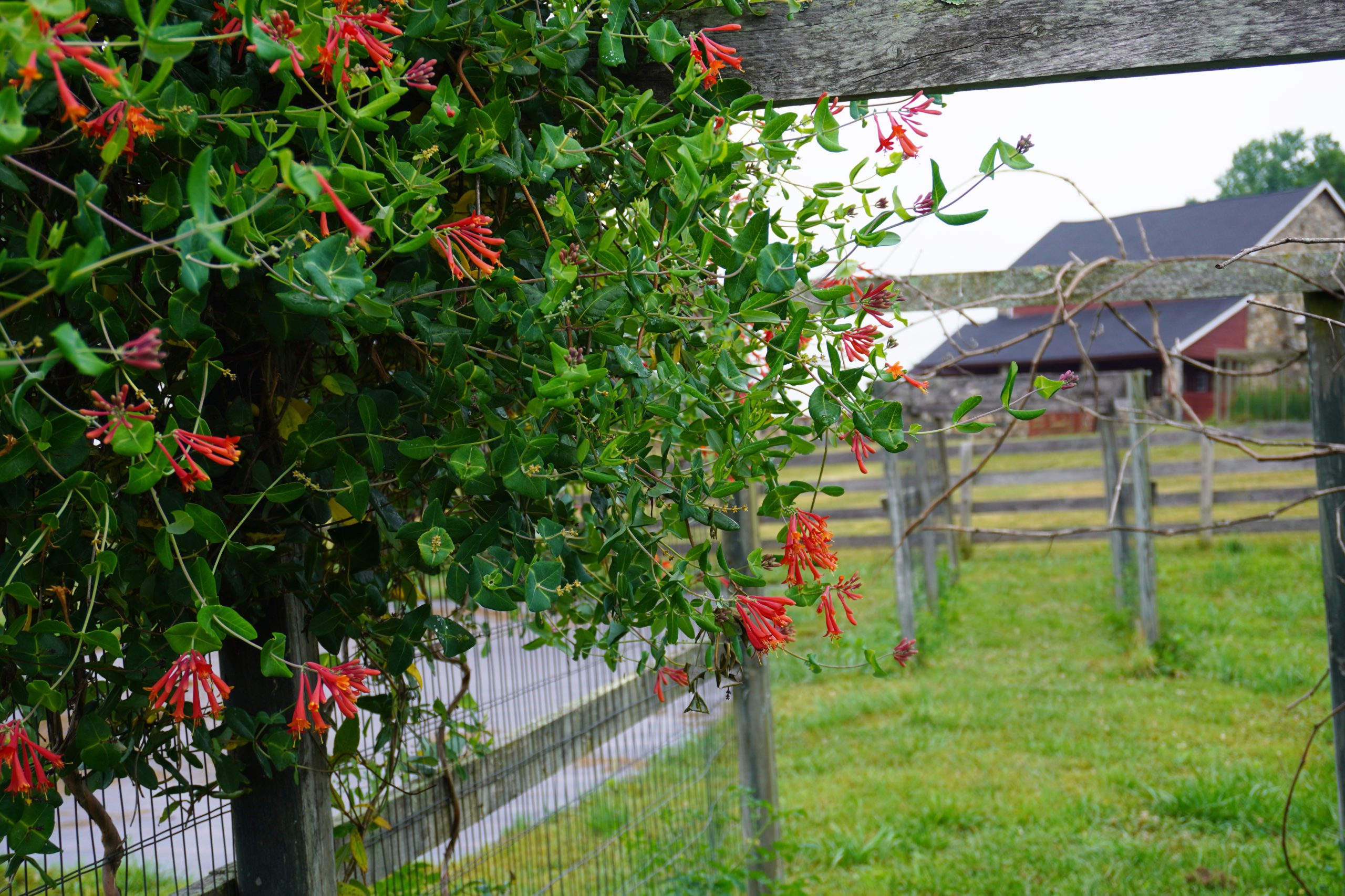 Coverdale Farm with Honeysuckle