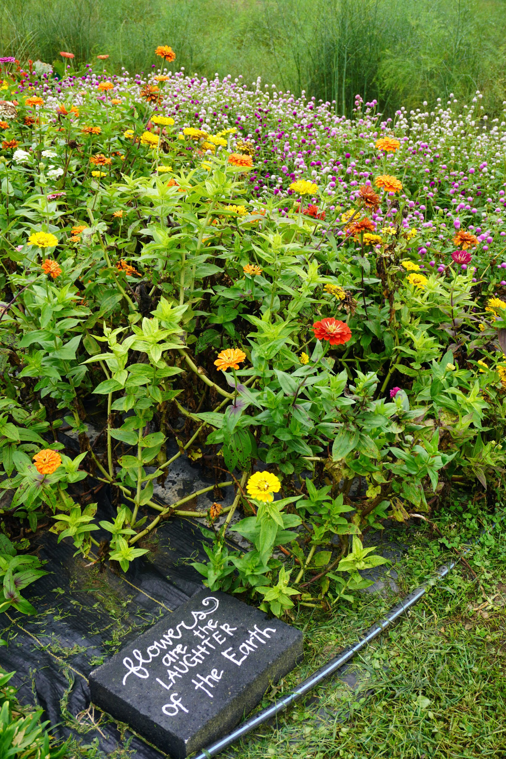 Peaceful Valley Farm Kirkwood, PA Harvest Market