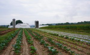 Peaceful Valley Fields and Barn